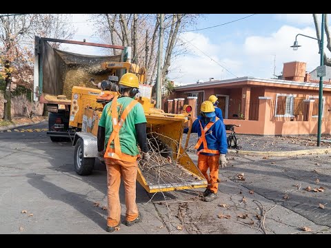 San Isidro: el Municipio intervino en el cuidado de más de 60 mil árboles
