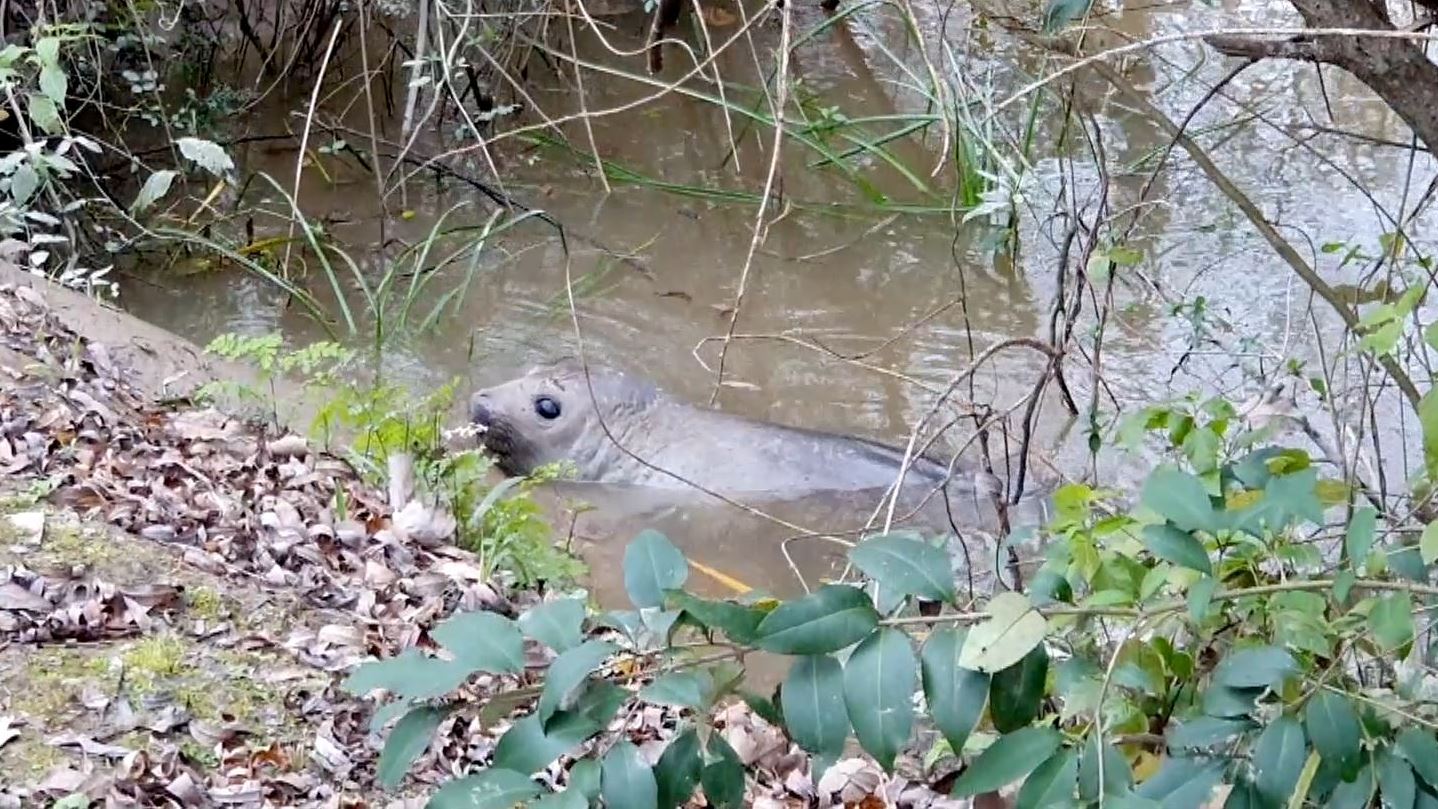 Un elefante marino fue rescatado en el Delta de San Fernando