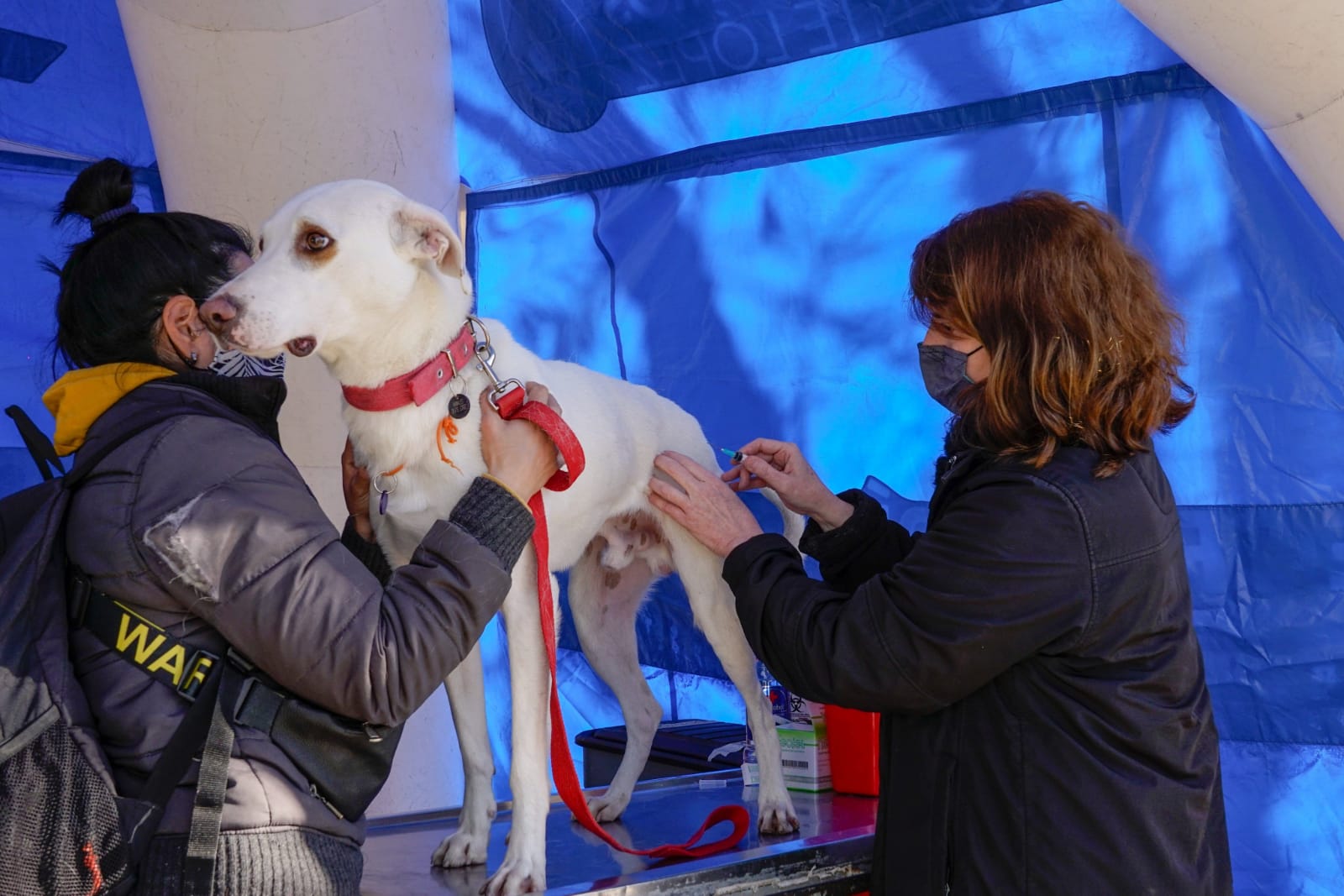 Nueva jornada de castración para perros y gatos en Vicente López