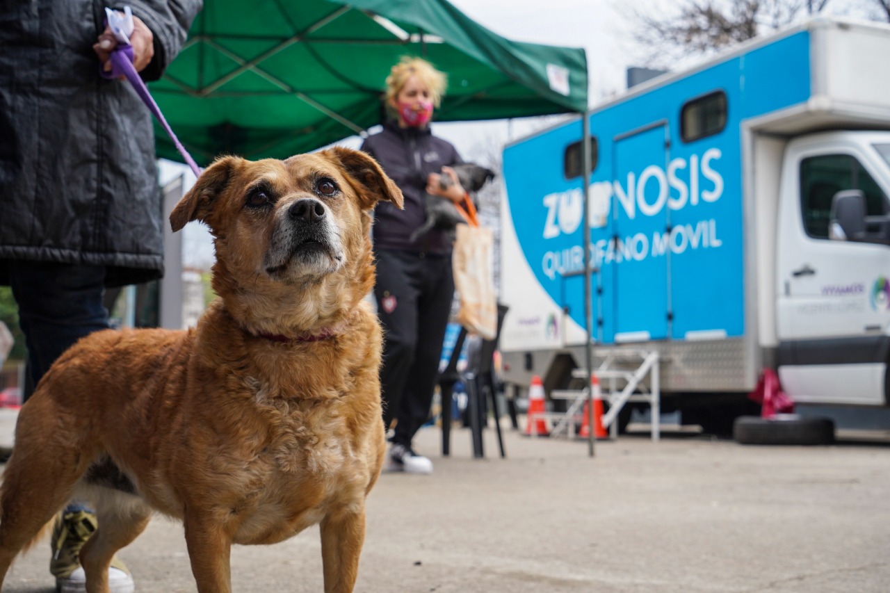 Vicente López: nueva jornada de castración para perros y gatos