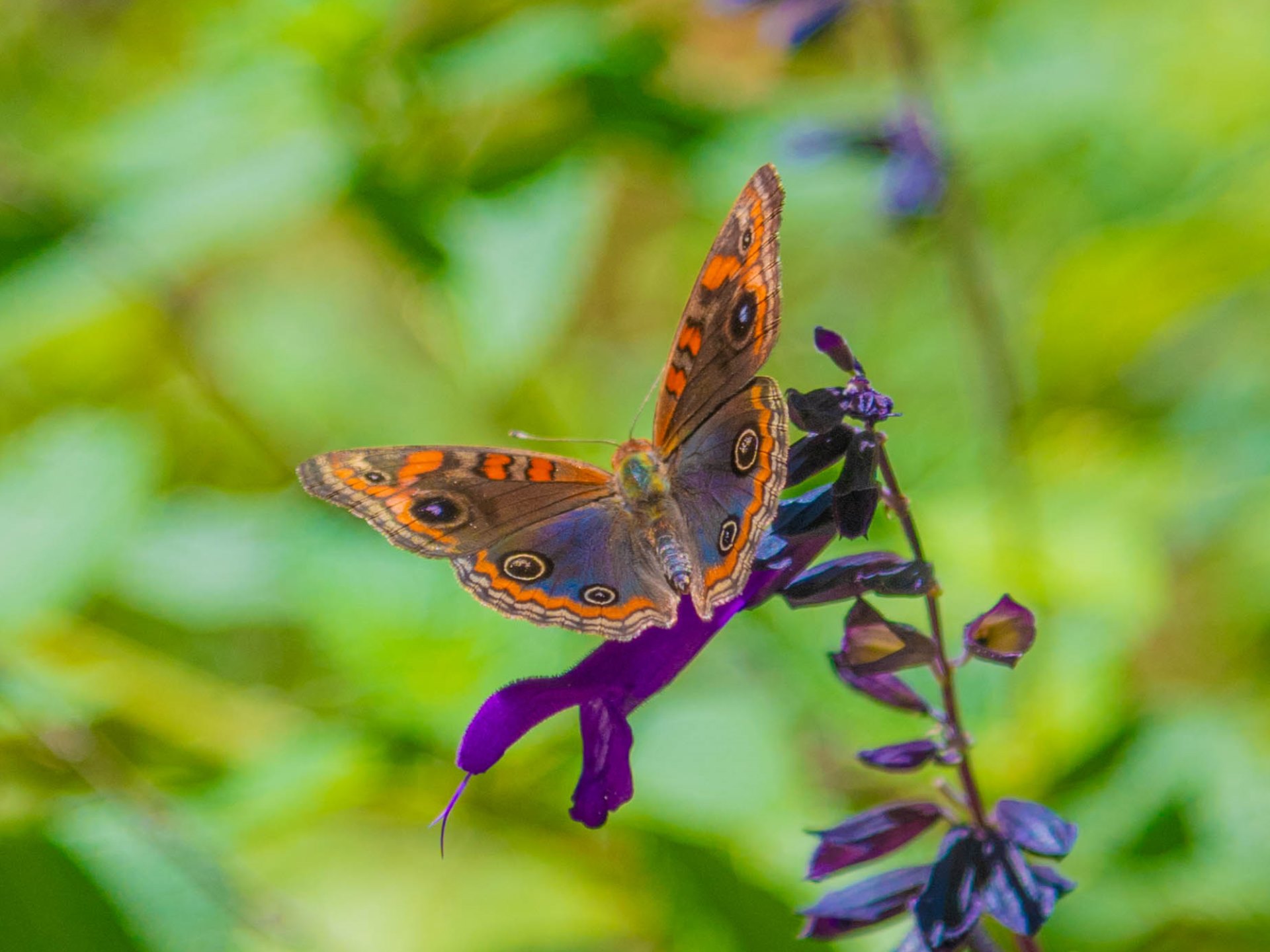 1 migracion mariposas