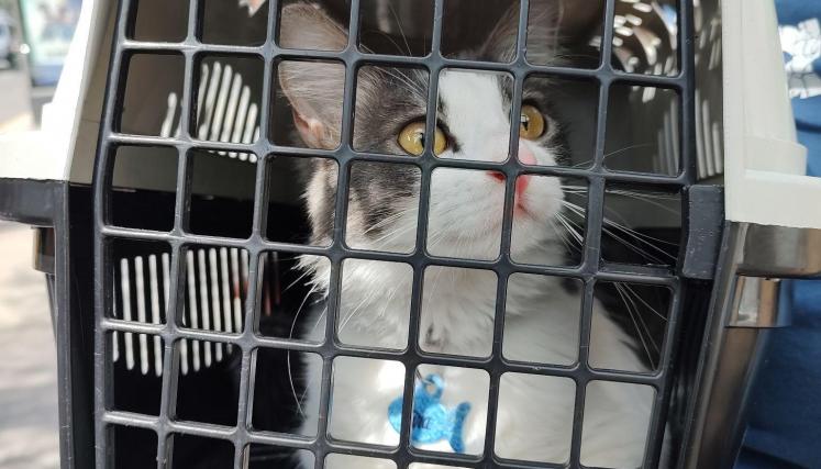 Llegan las vacaciones: ¿qué es lo mejor para mi perro o gato?