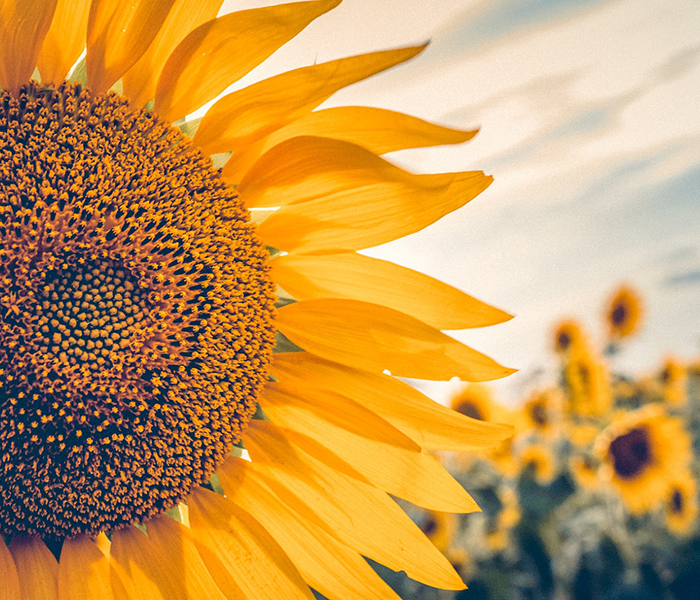Frambuesas y girasoles: colores, sabores y culturas de fiesta en la Provincia de Buenos Aires