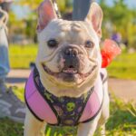 5 dia animal 2025 en san fernando