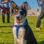 9 dia del animal 2025 en san fernando