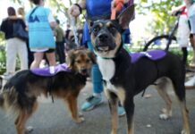 Este sábado: adopción de perros y gatos en Plaza Monseñor Miguel de Andrea