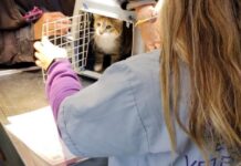 Castración y vacunación antirrábica gratuita para perros y gatos