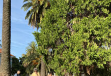 Festival de Invierno en el Museo Saavedra