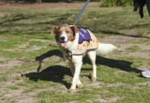 Este sábado, en Plaza Ciudad de Banff: Jornada de Adopción de Perros y Gatos