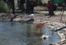 Vacaciones de invierno en San Isidro: el Municipio ofrece más de 130 actividades para disfrutar en familia