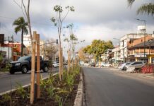 San Isidro: ya se realizaron más de 9400 podas y se plantaron cerca de 4000 árboles nuevos