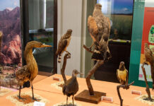 Puesta en valor de ejemplares de aves autóctonas