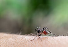 PAMI lanzó una campaña de prevención del dengue y fiebre amarilla