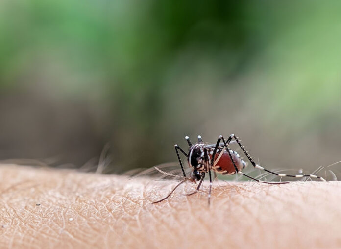 A mosquito is sucking blood, by piercing its proboscis mouth into the skin