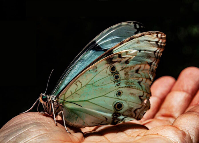 PUNTA INDIO - Mariposa Bandera