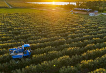 Olivares del sudoeste bonaerense: sabores mediterráneos en Argentina para el mundo