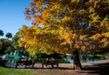 Otoño en la Ciudad: el espectáculo natural que cambia el paisaje porteño