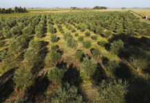 Sabores del mediteráneo en argentina: las fincas de olivares donde se cultiva el aceite virgen extra del país en la provincia de Buenos Aires