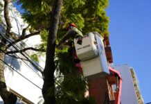 Vicente López: continúa abierta la inscripción al Plan de Poda 2026