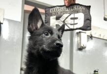 La Unidad de Búsqueda y Rescate K9 de los Bomberos de la Ciudad amplía su staff canino con una nueva especialidad