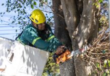 San Isidro avanza con su primer Censo de Arbolado: ya se relevaron más de 100 mil árboles y el 90% del territorio