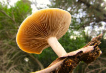 Calendario de eventos turísticos Provincia de Buenos Aires