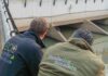 San Fernando rescató a dos lobos marinos en pocos días, en conjunto con especialistas
