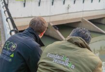 San Fernando rescató a dos lobos marinos en pocos días, en conjunto con especialistas