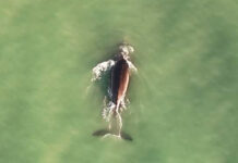 Cuando el mar respira cerca, ballenas en las costas bonaerenses