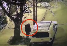 Cámaras de Seguridad de San Fernando frustraron al instante el intento de robo de una camioneta