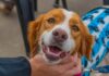 San Fernando prohibió a los criaderos de mascotas y la venta de animales en comercios