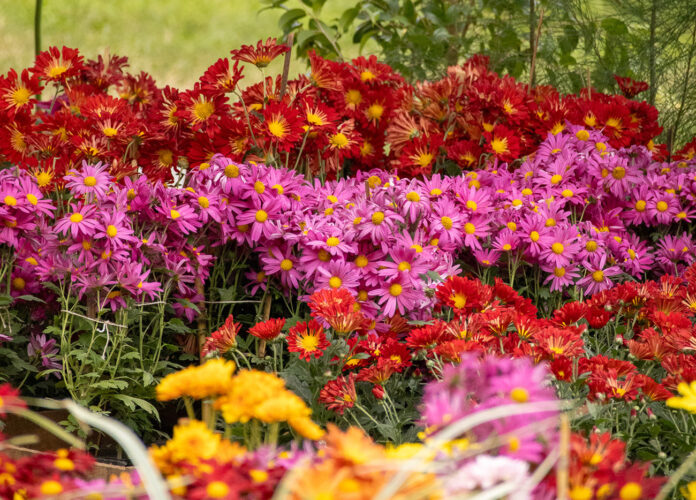 fiesta de la Flor