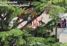 El miedo a las alturas paralizó al ladrón: ingresó a un domicilio para robar pero al intentar escapar quedó atrapado en un árbol